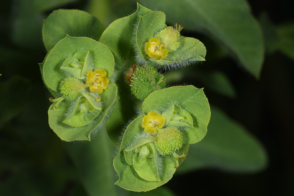 Euphorbia hirsuta / Euforbia pubescente